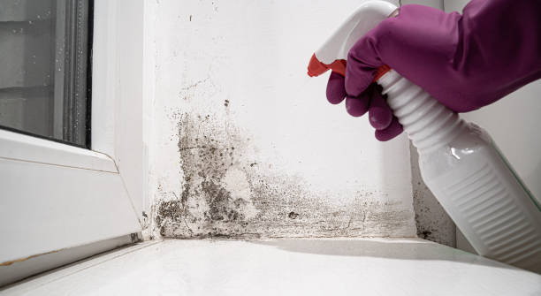 Best Mold removal after water damage  in Hallam, PA